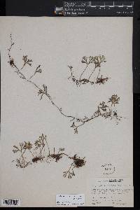 Elaphoglossum peltatum image