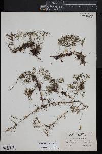 Elaphoglossum peltatum image