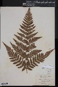 Lastreopsis velutina image