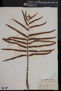 Lomagramma cordipinna image