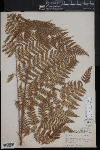Parapolystichum effusum subsp. effusum image