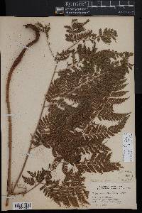 Parapolystichum effusum subsp. effusum image