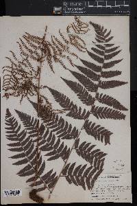 Polybotrya osmundacea image
