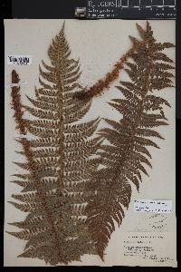 Polystichum aculeatum image