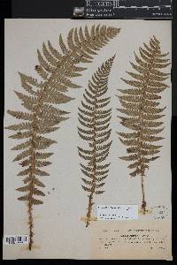 Polystichum aculeatum image