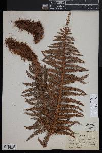 Polystichum speciosissimum image