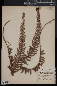 Polystichum viviparum image