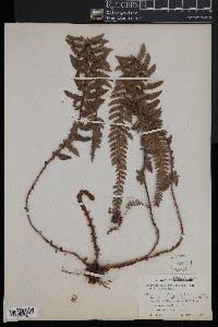 Polystichum viviparum image