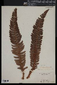 Polystichum aculeatum image