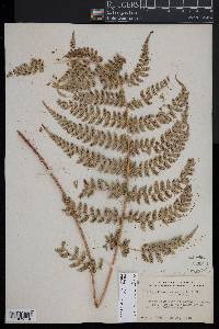 Polystichum aculeatum image