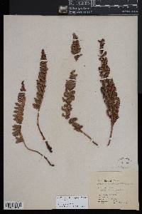 Polystichum aculeatum image