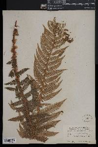 Polystichum aculeatum image