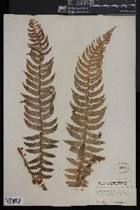 Polystichum aculeatum image