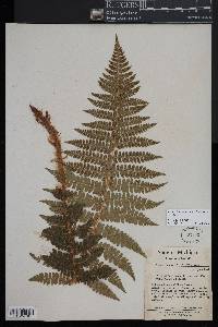 Polystichum braunii image