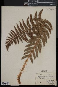 Polystichum braunii image