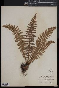 Polystichum braunii image