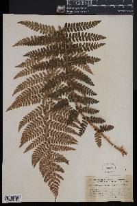 Polystichum braunii image