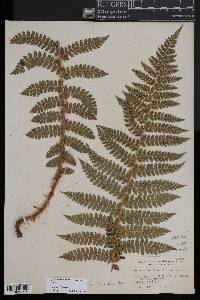 Polystichum braunii image