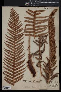 Polystichum munitum image