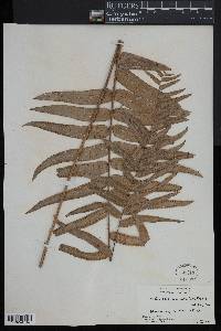 Nephrolepis biserrata image