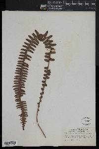 Nephrolepis cordifolia image