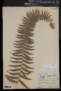 Nephrolepis cordifolia image