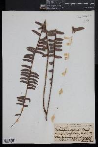 Nephrolepis cordifolia image