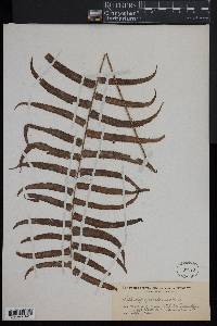 Nephrolepis falcata image