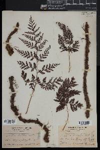 Davallia bullata image