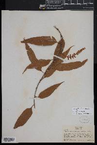 Davallia heterophylla image