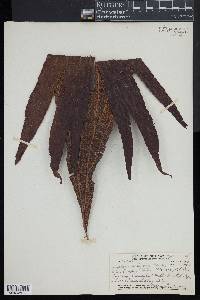 Dipteris conjugata image
