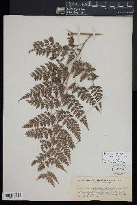 Leucostegia truncata image