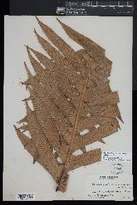Drynaria coronans image