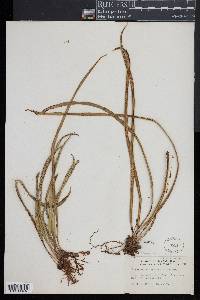Campyloneurum angustifolium image