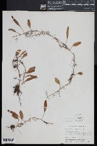 Microgramma piloselloides image