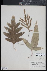 Notogrammitis billardierei image