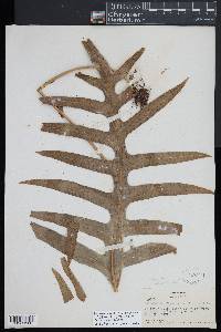 Phymatosorus scolopendria image