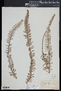 Pleopeltis furfuracea image