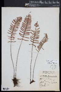 Pleopeltis madrensis image