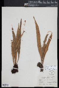 Pleopeltis marginata image