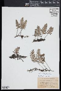 Pleopeltis polypodioides image