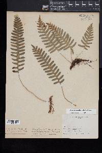 Polypodium appalachianum image