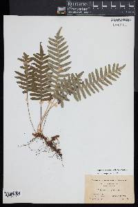 Polypodium appalachianum image