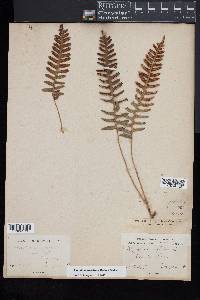 Polypodium appalachianum image