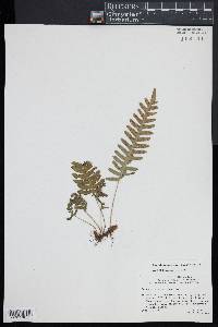 Polypodium appalachianum image