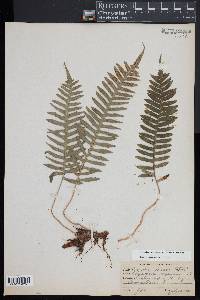 Polypodium appalachianum image