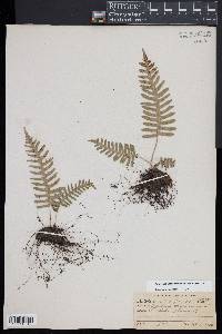 Polypodium appalachianum image