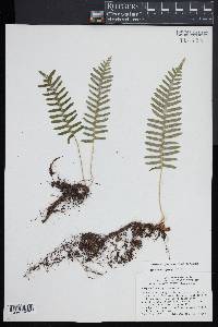 Polypodium appalachianum image