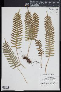 Polypodium appalachianum image