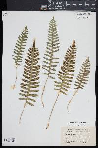 Polypodium appalachianum image